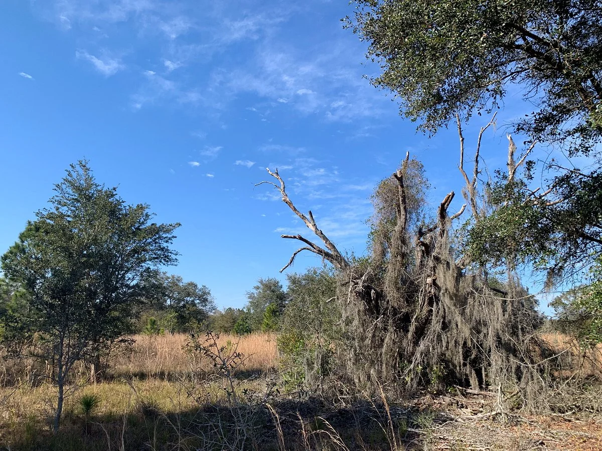 Brooker Creek Headwaters Nature Preserve