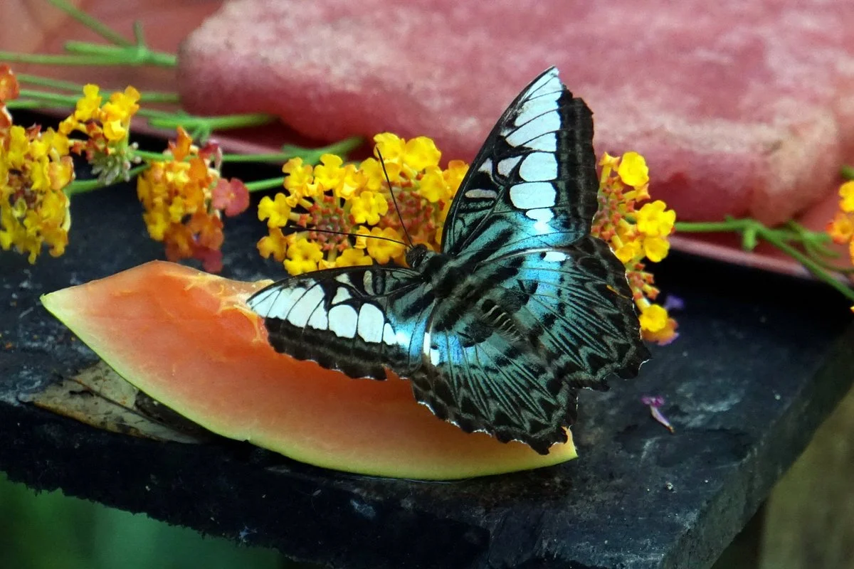 Kuang Si Falls Butterfly Park