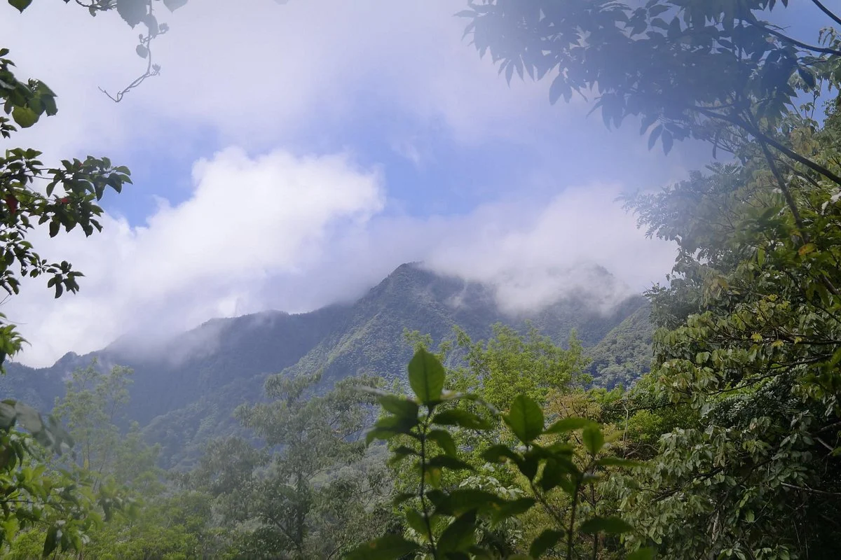 Forest Reserves Hikes