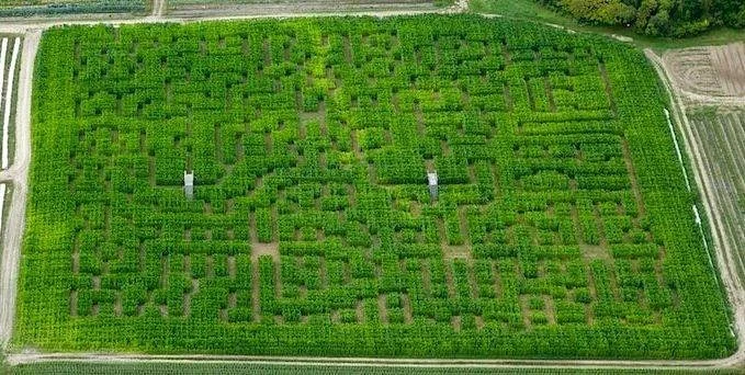 Beans & Greens Farm