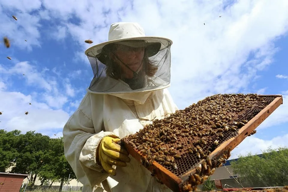 Nottingham Bees