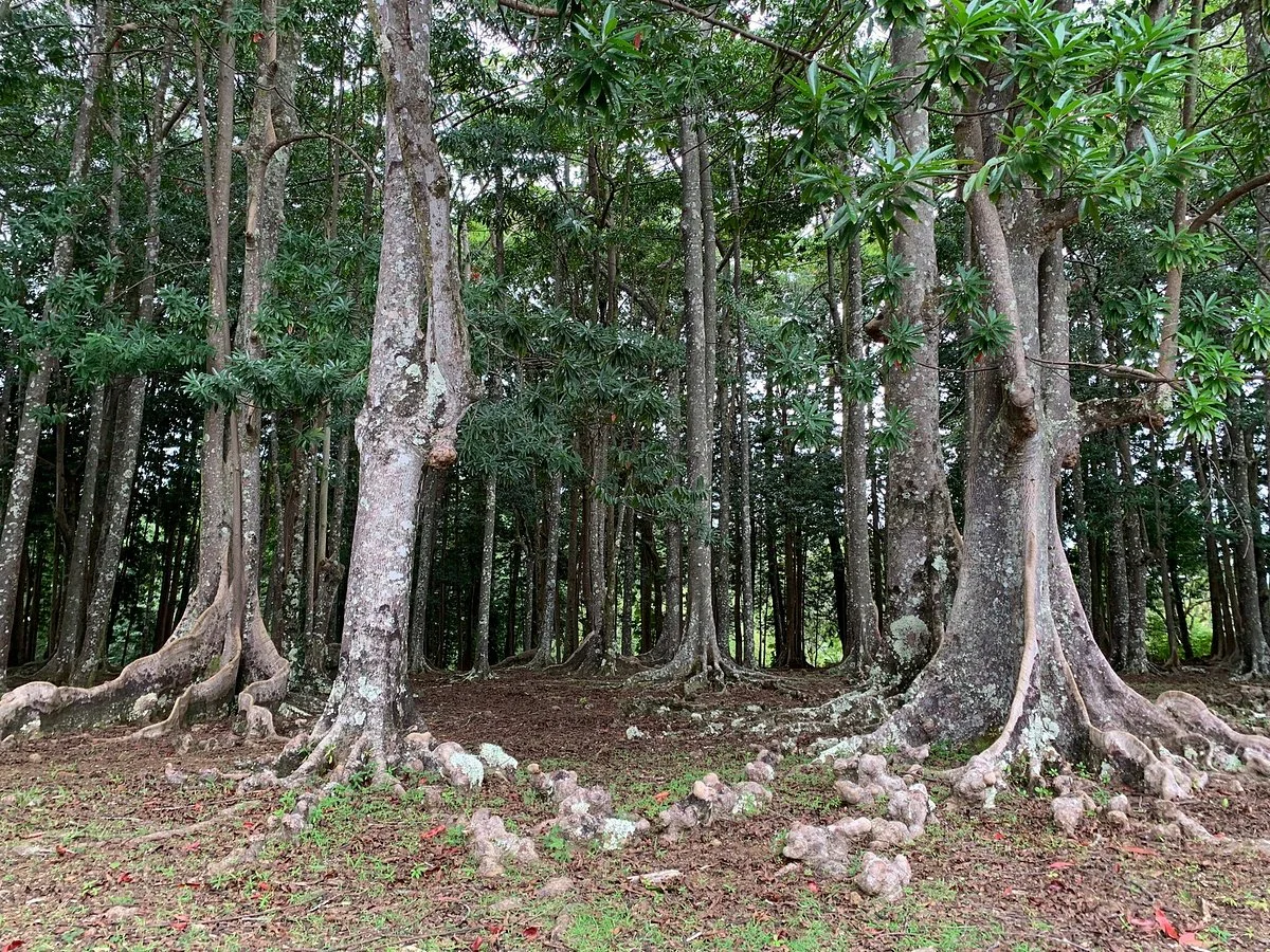 Sacred Rudraksha Forest