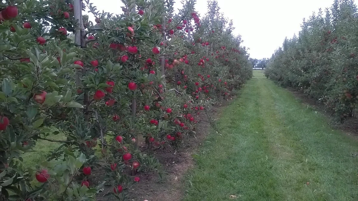 Albion Orchards & Country Market