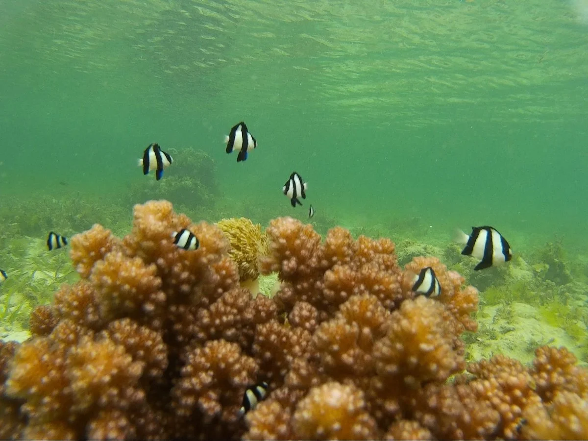 Tubod Marine Sanctuary