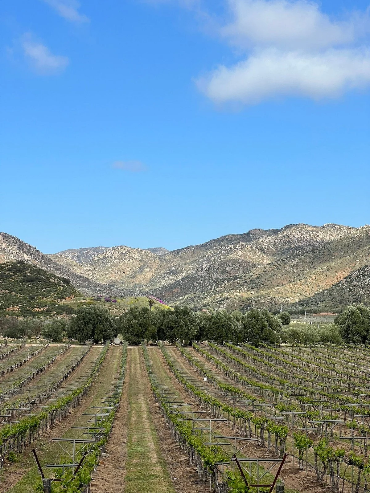 Vina de Frannes