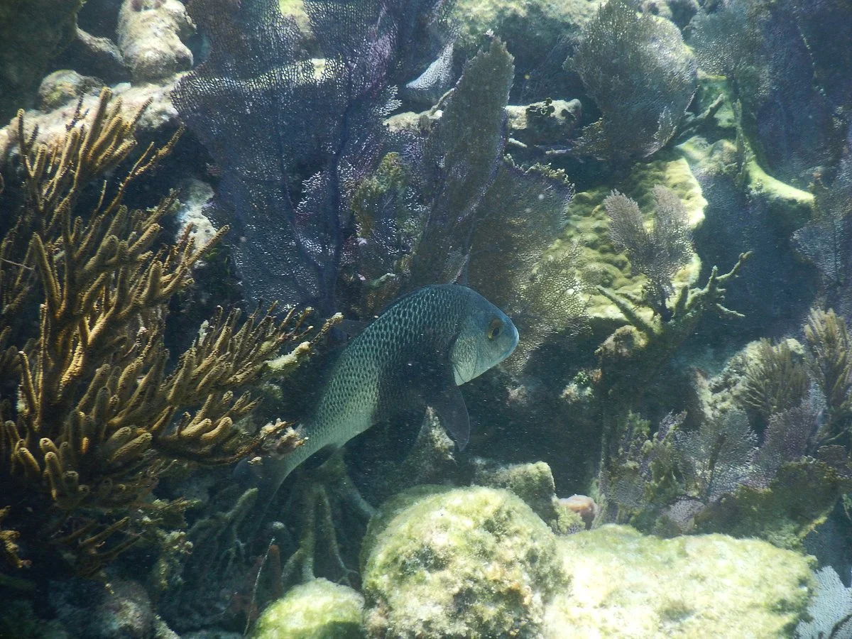 Key Largo Dry Rocks