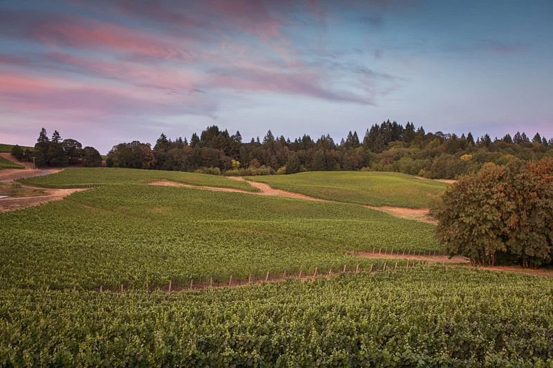 Elk Cove Vineyards