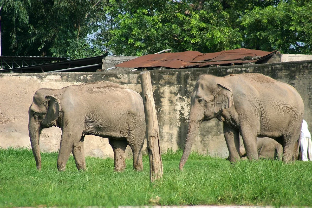 Chhatbir Zoo