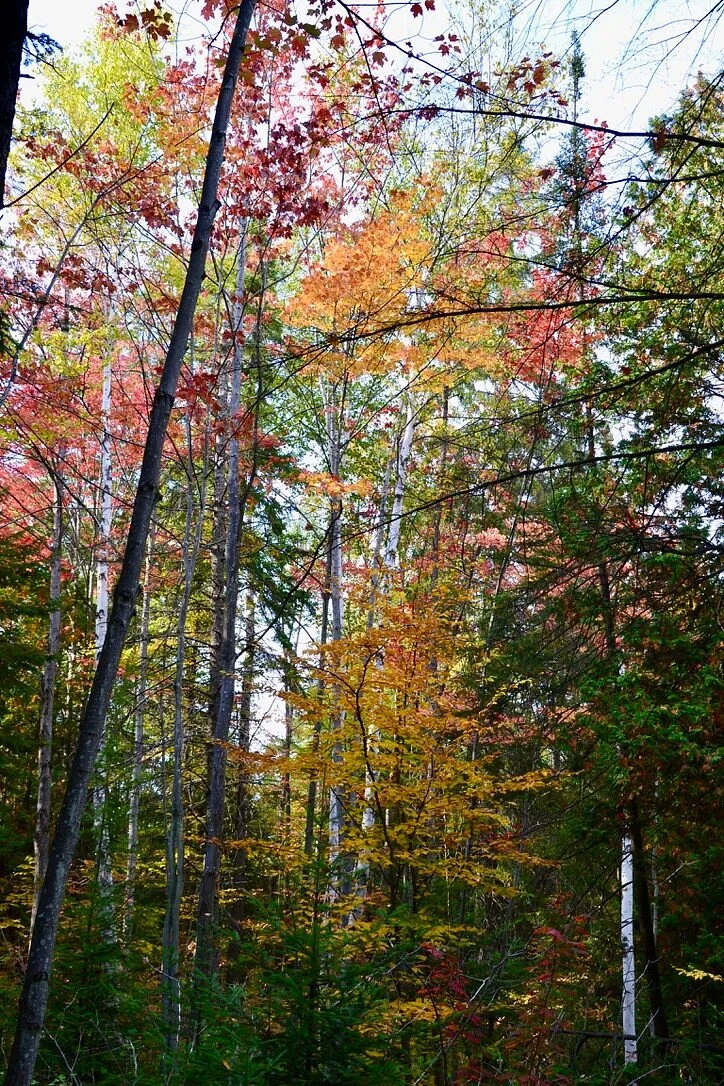 Ardagh Bluffs