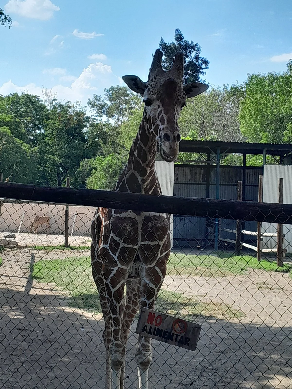 Zooira