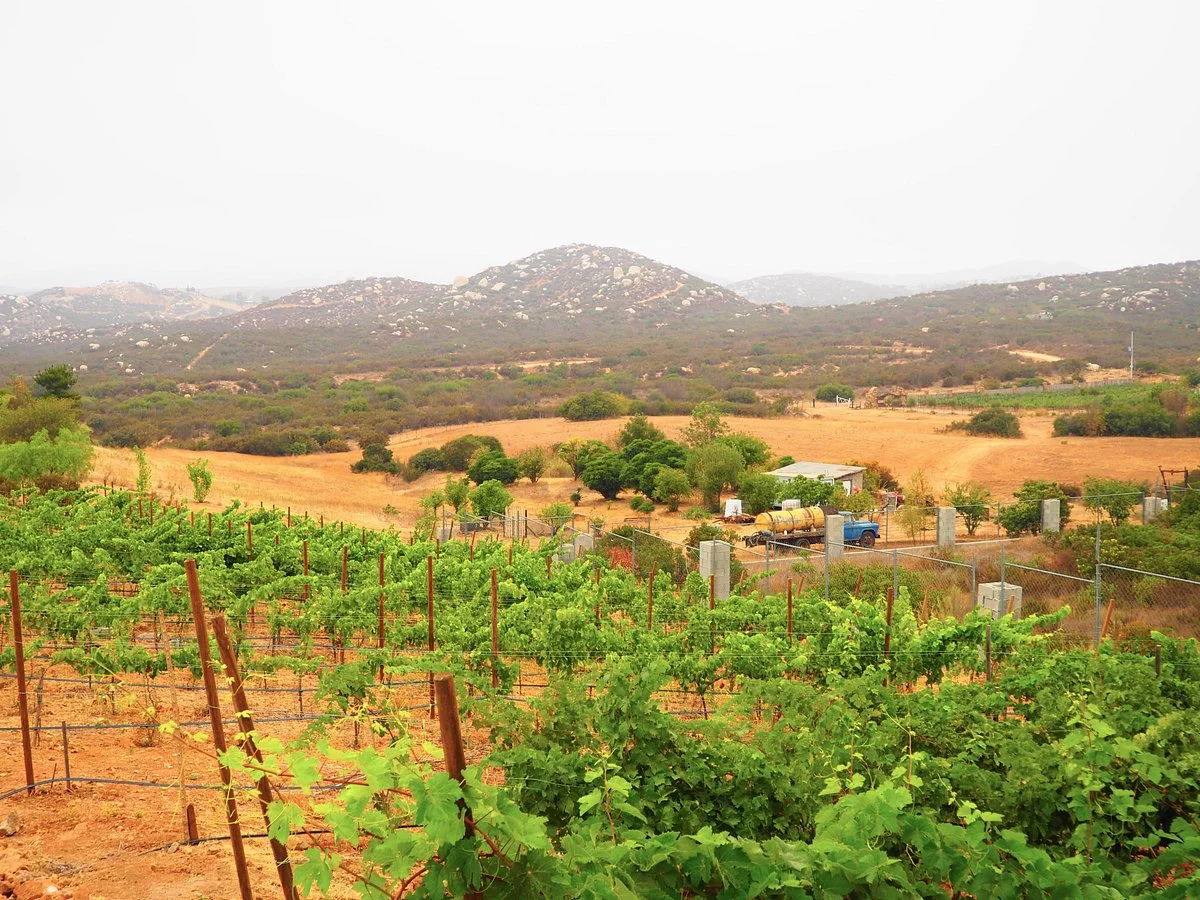 Nativo Vinicola