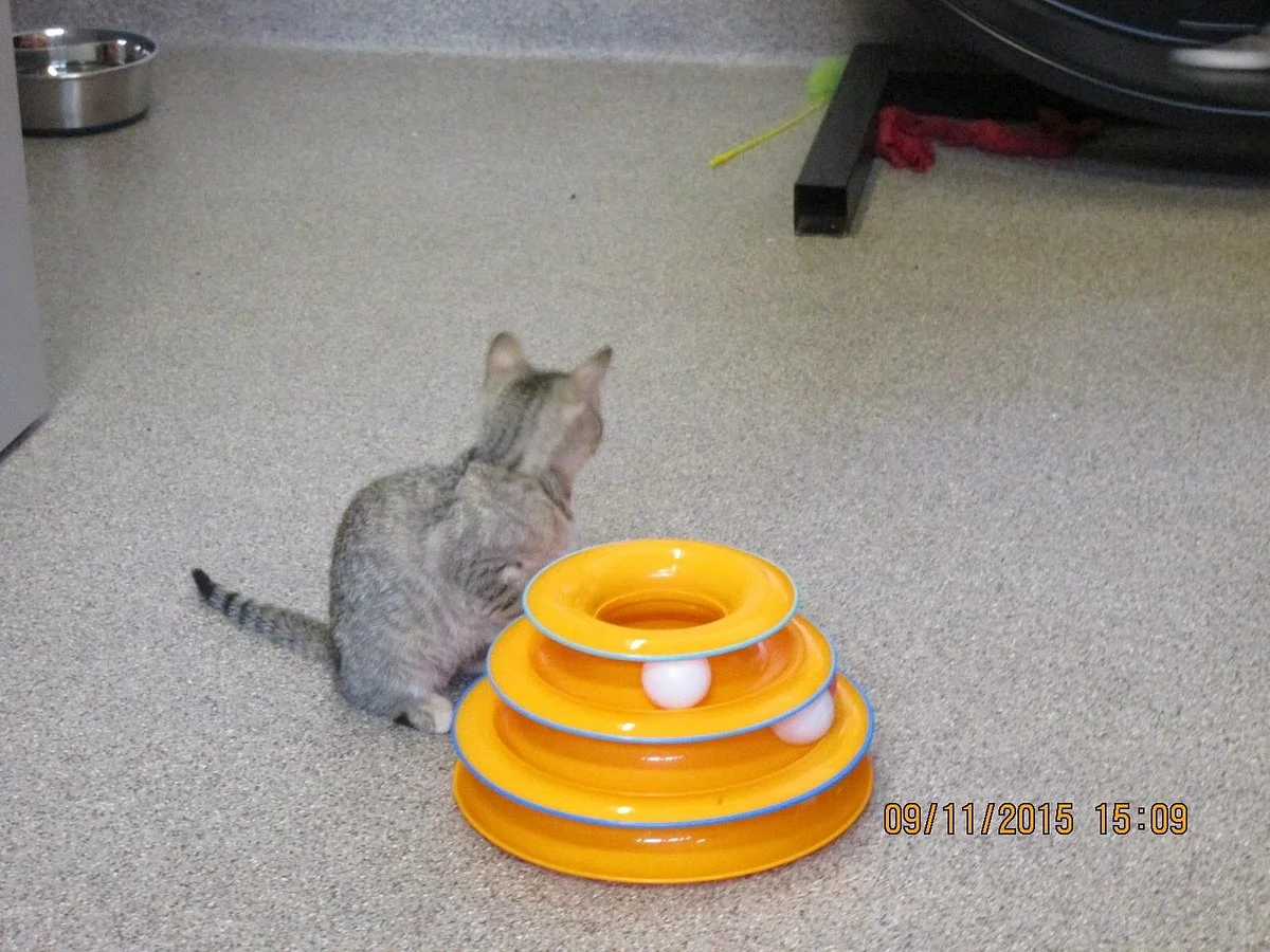 Cat Depot
