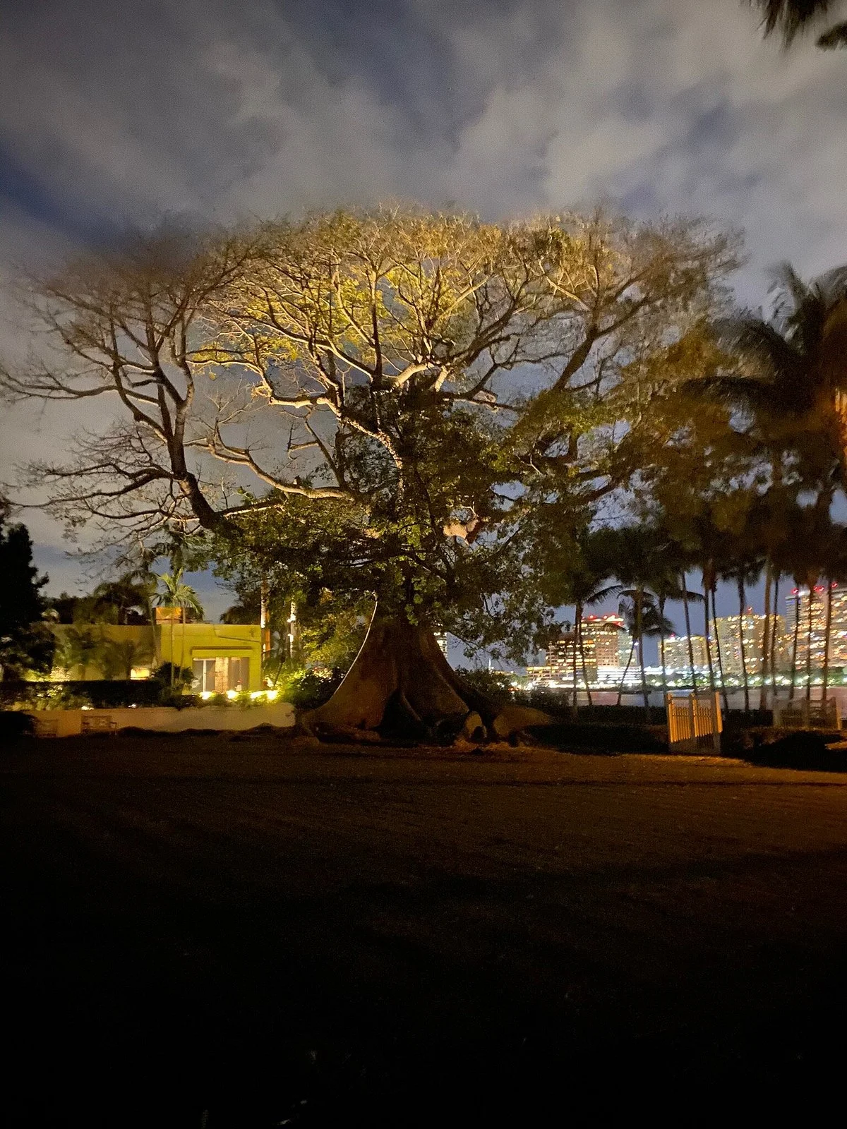 Giant Kapok Tree