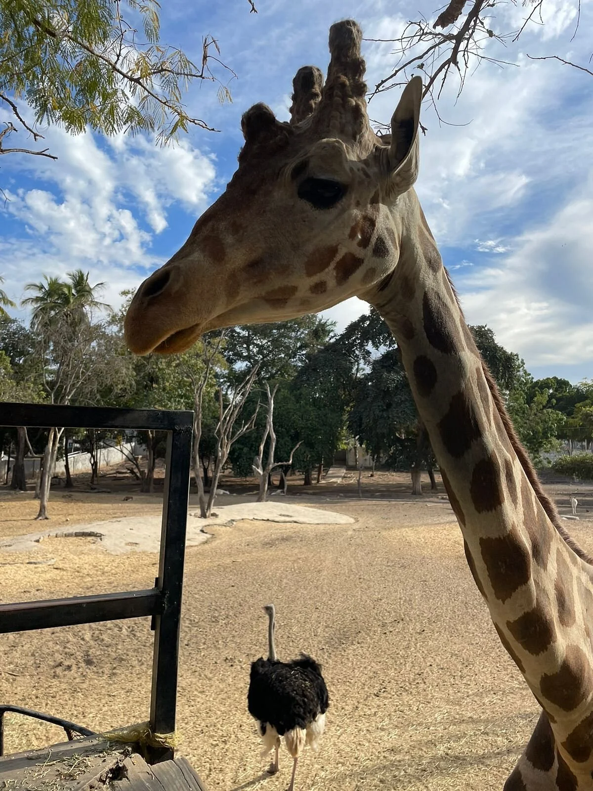 Zoologico Culiacan