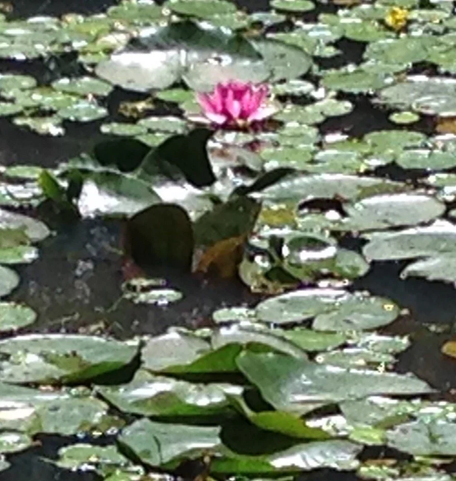 Gardenview Horticultural Park