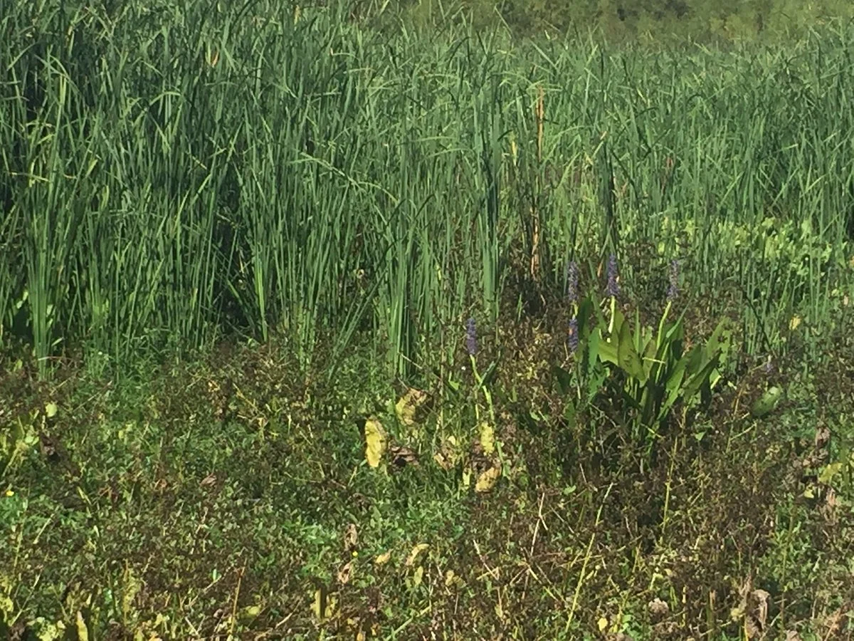 Lake Waco Wetlands
