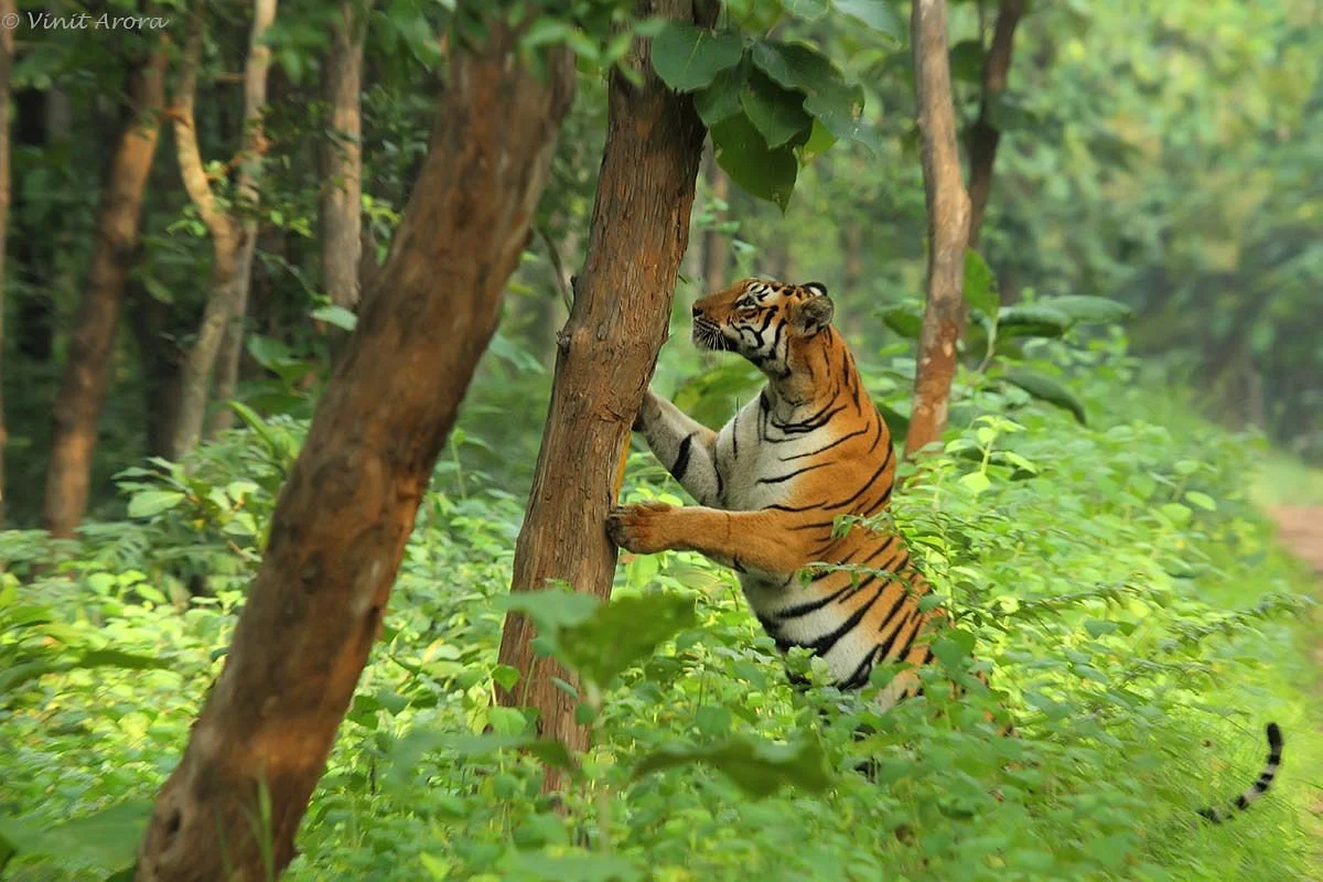 Umred Karhandla Wildlife Sanctuary