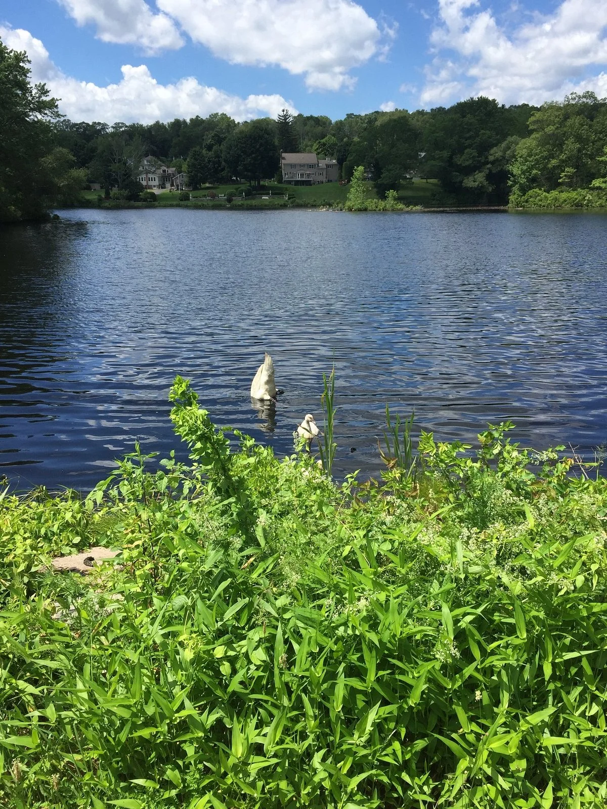 Upper Charles Bike Trail