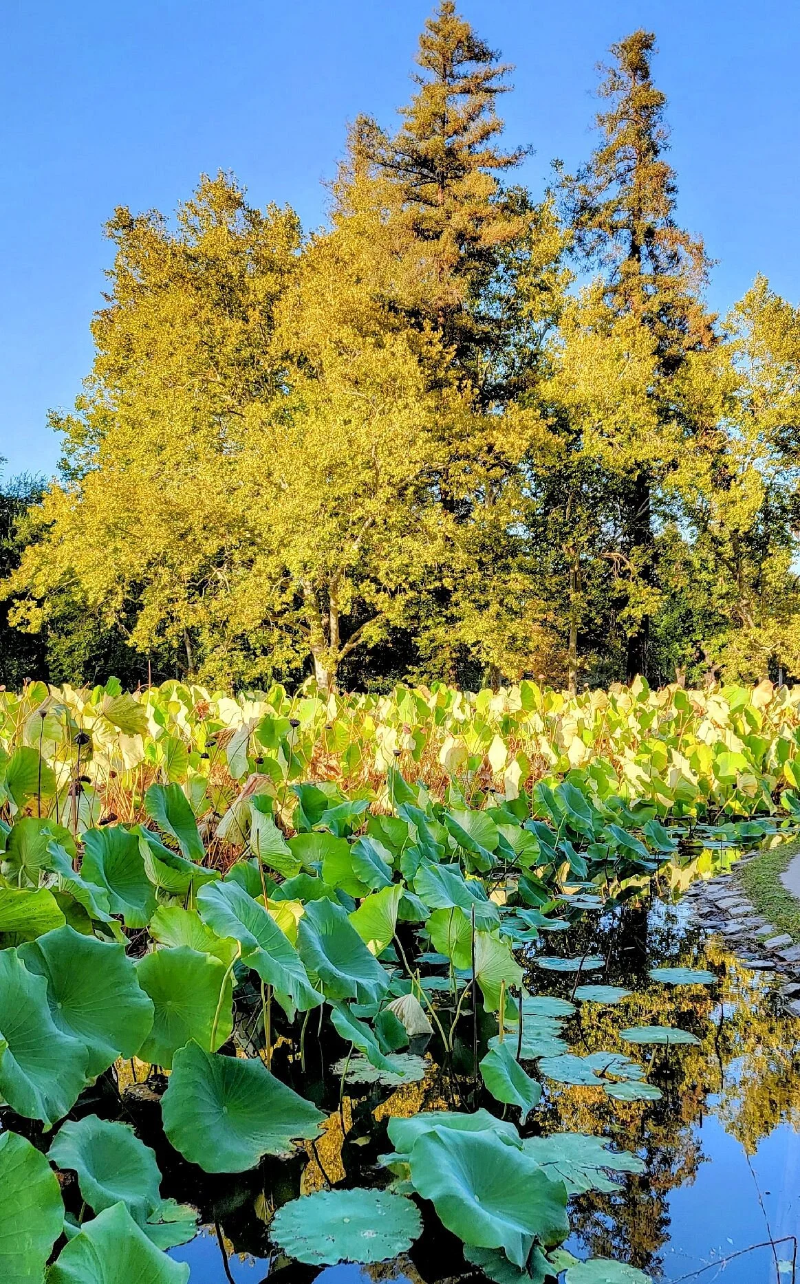 William Land Park