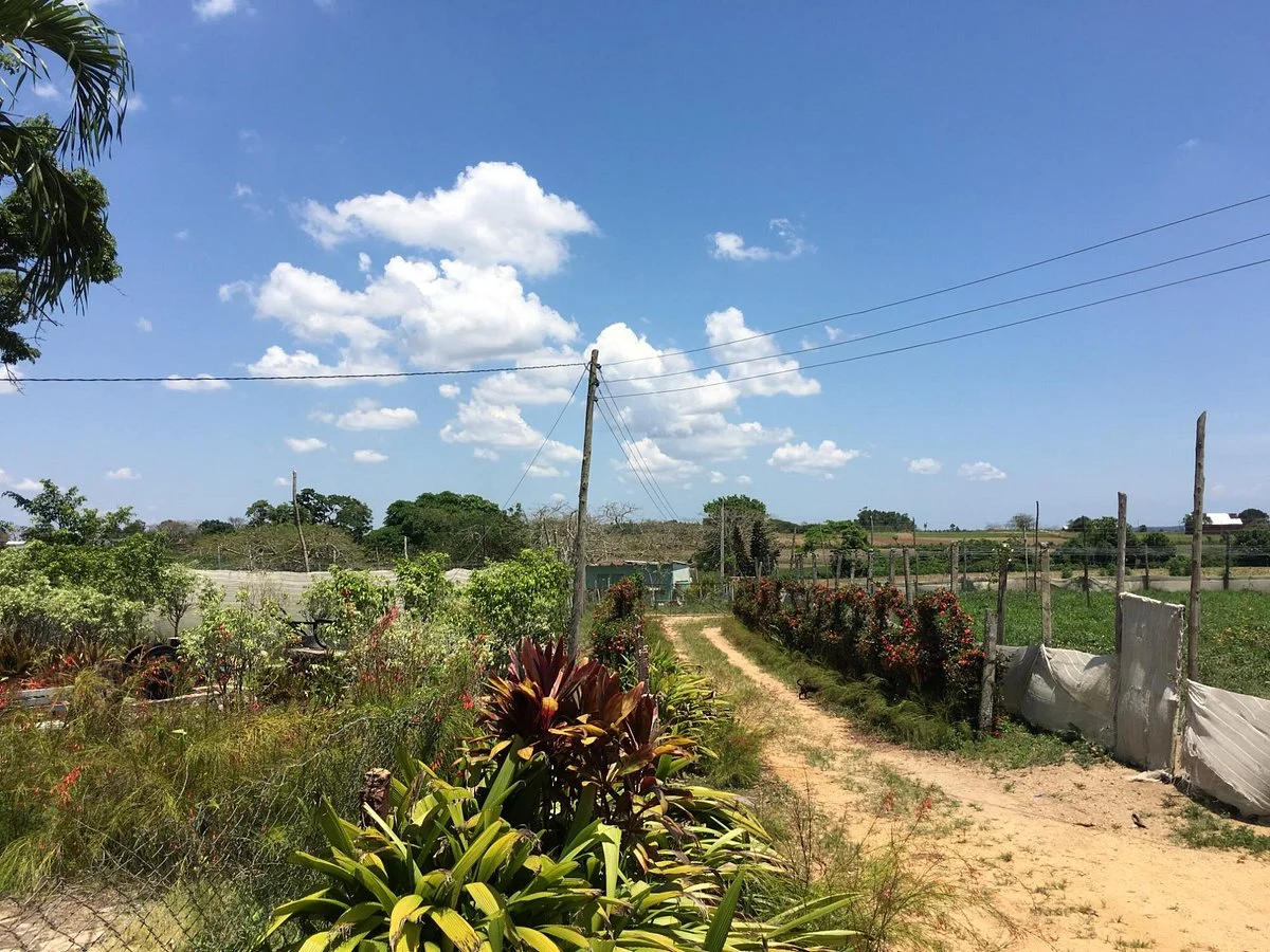 Alejandro Robaina Tobacco Plantation