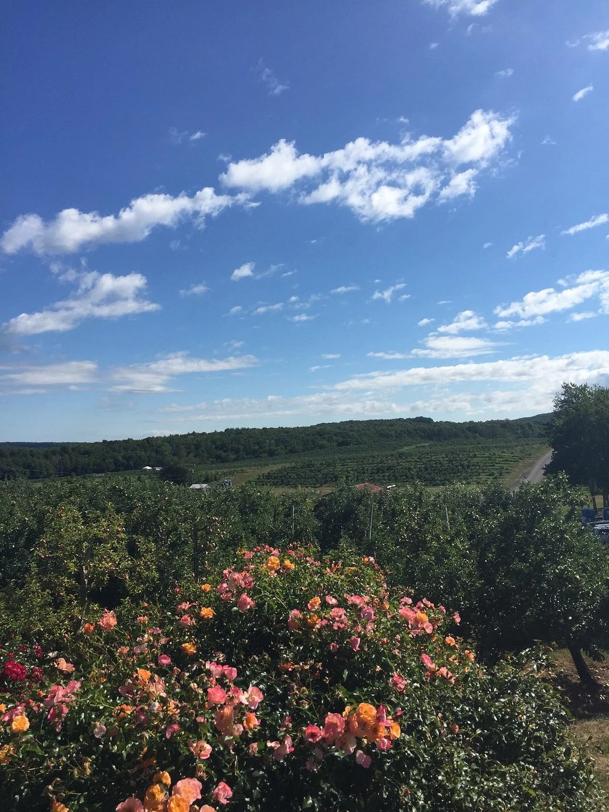 Rose's Berry Farms, LLC