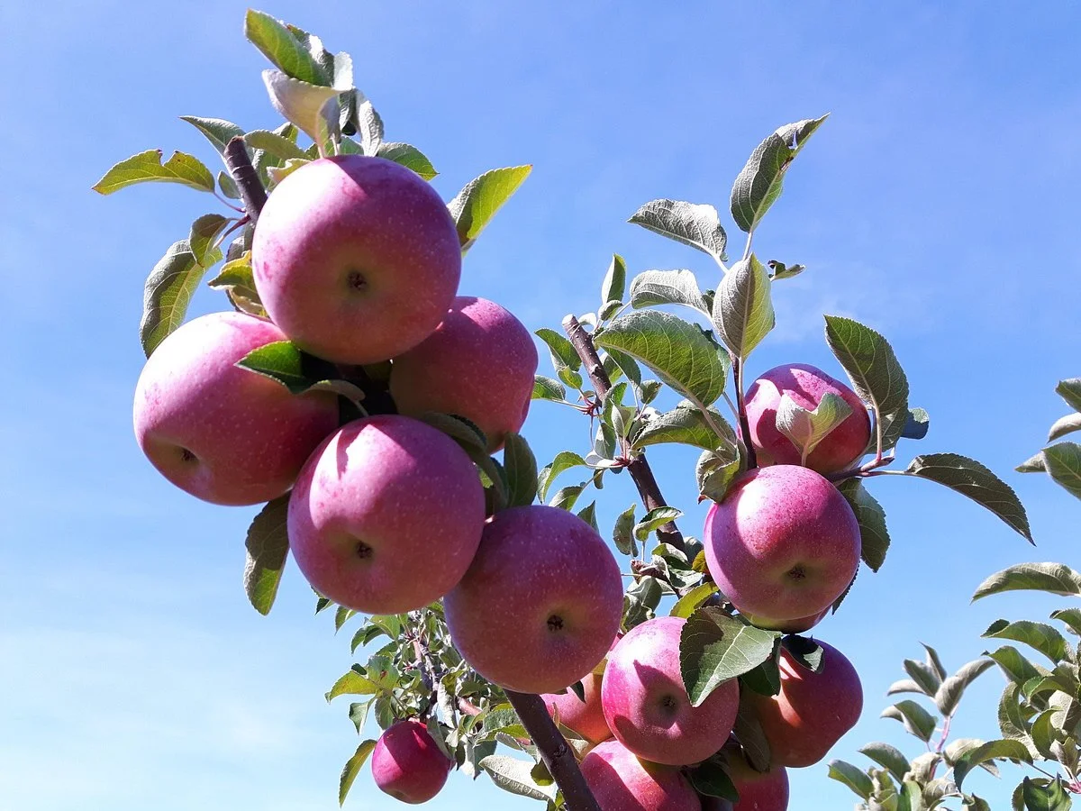 Orchalaw Farms