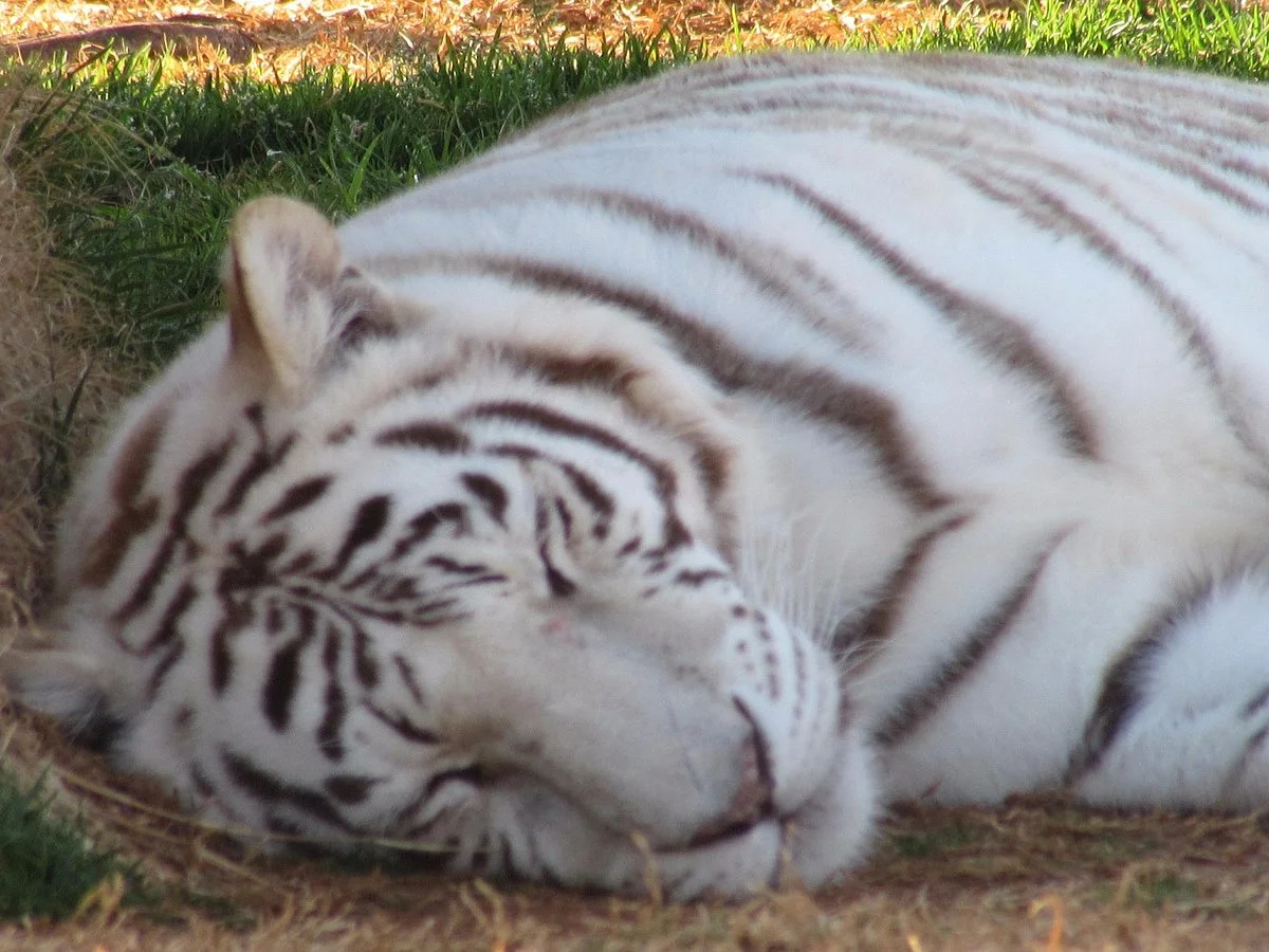 Tiger Safari Zoological Park