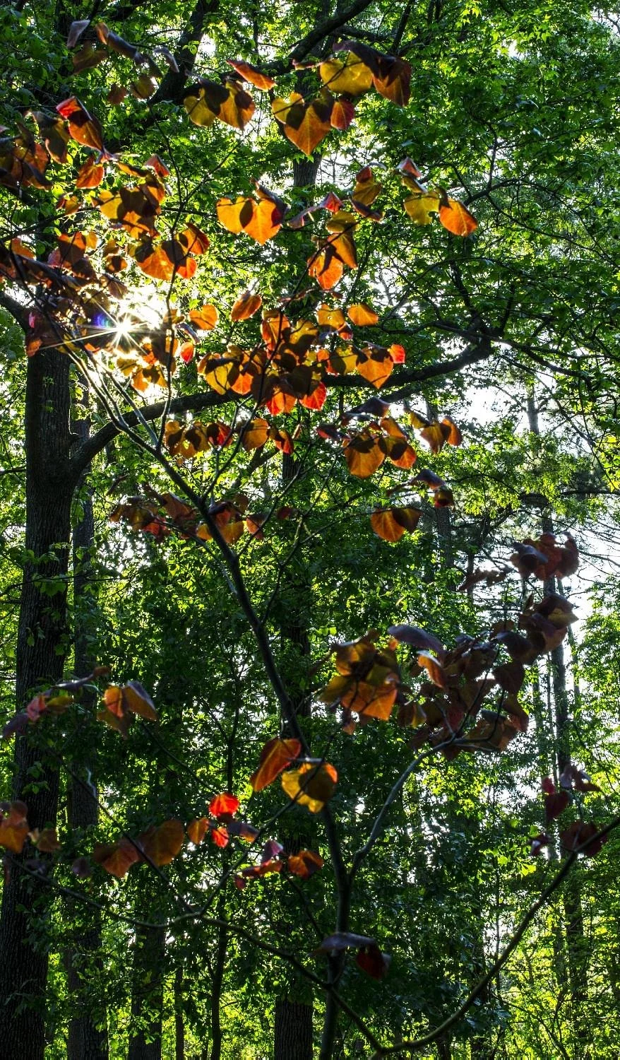 South Arkansas Arboretum