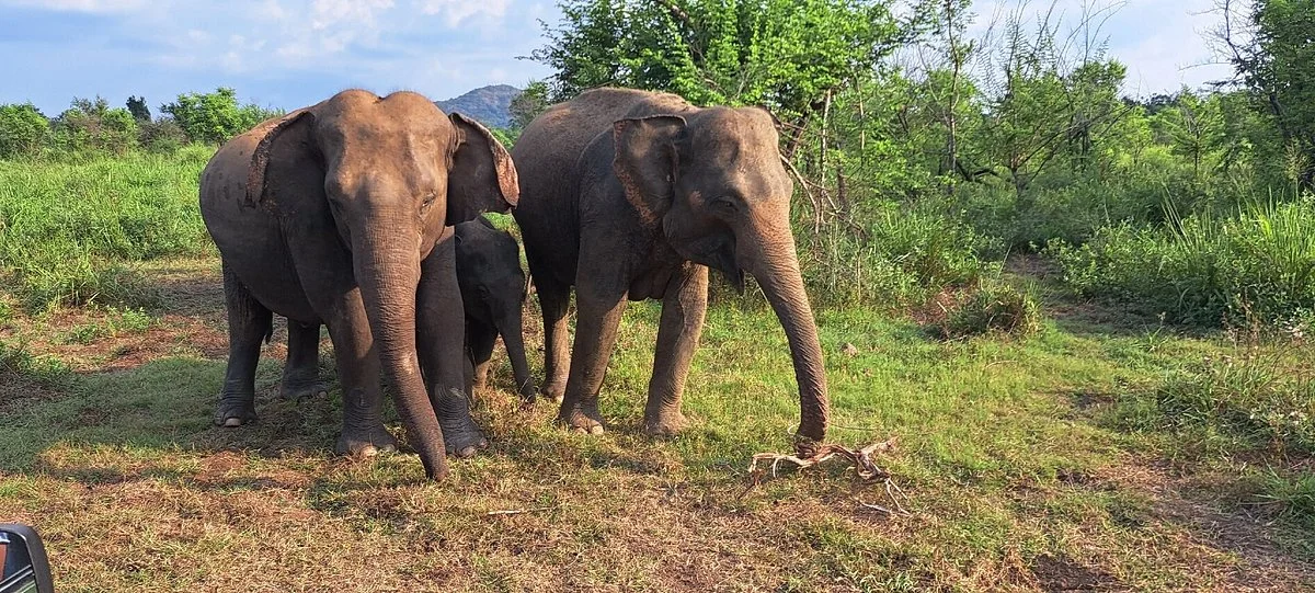 Hurulu Eco Park