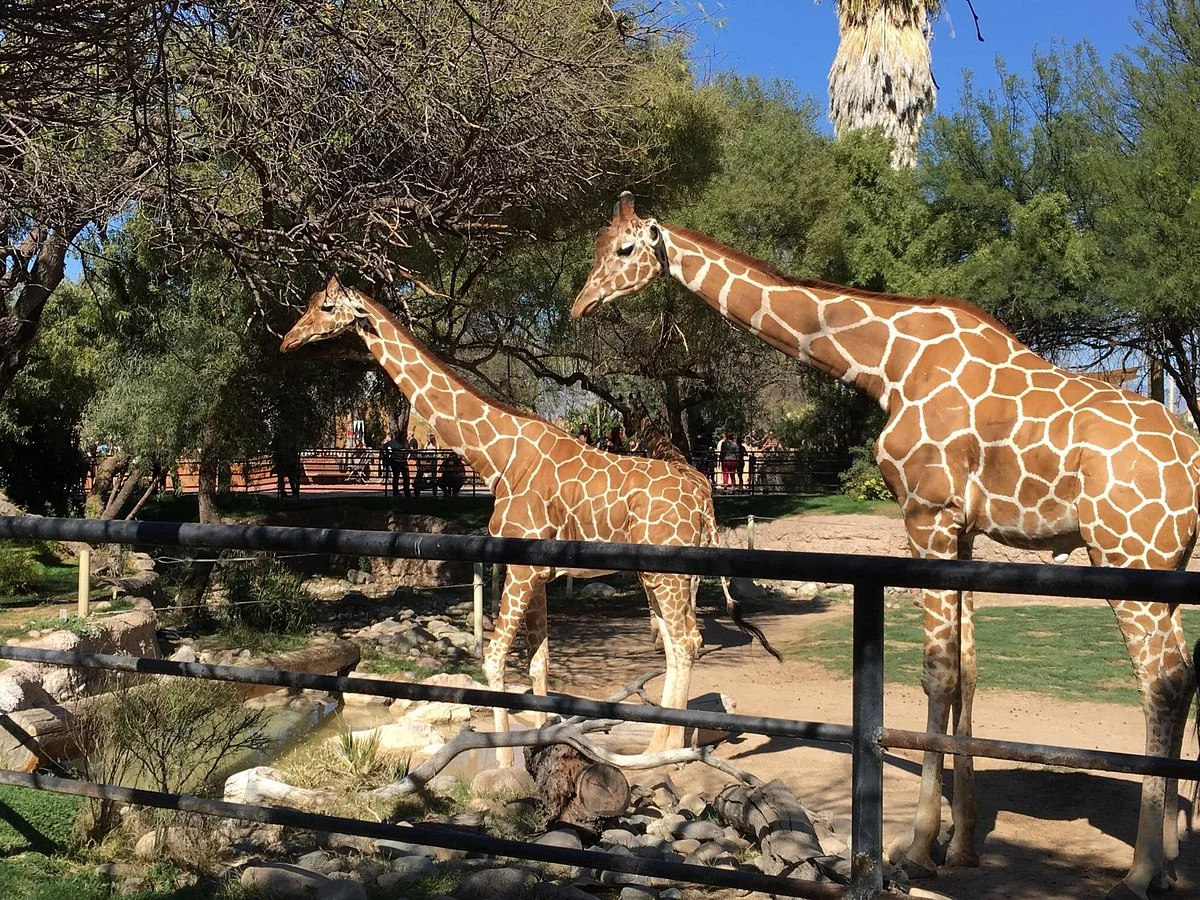 Reid Park Zoo