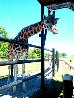 Safari Niagara