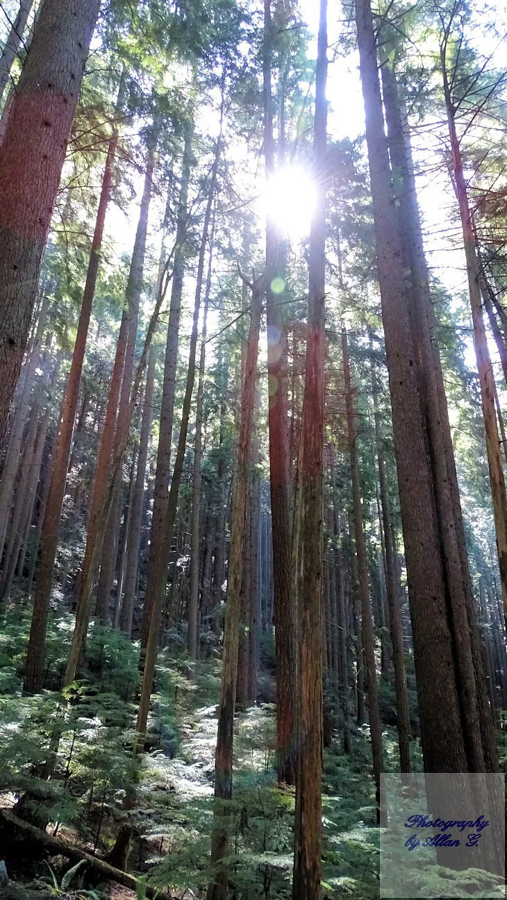 BCMC Trail
