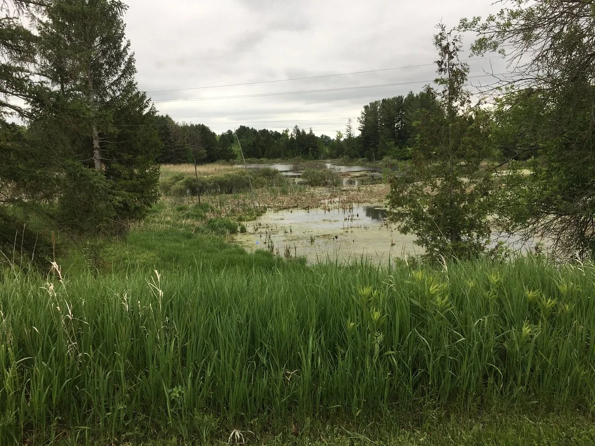 Palgrave Forest and Wildlife Area