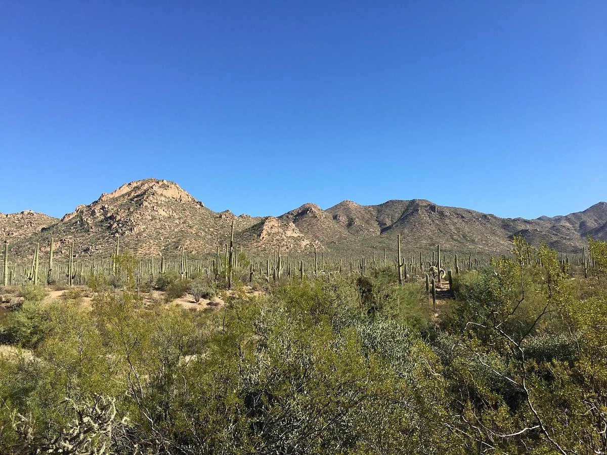 Cactus Forest Drive