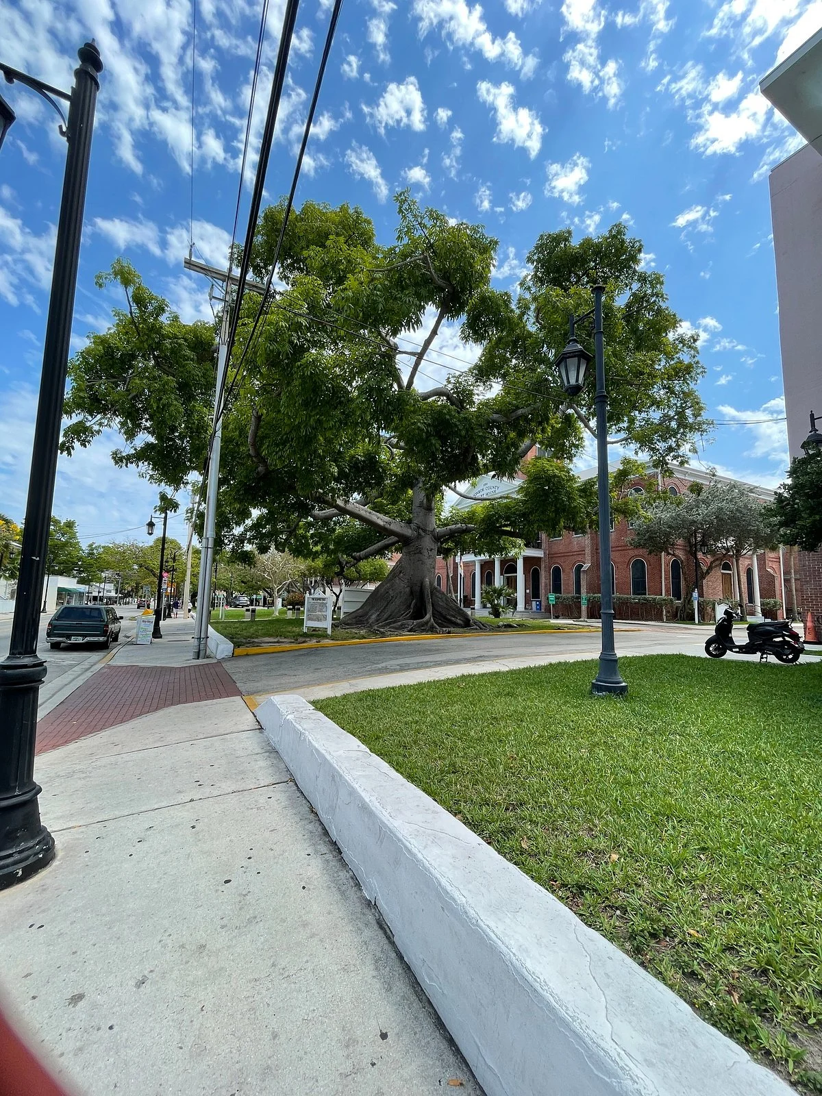 The Kapok Tree