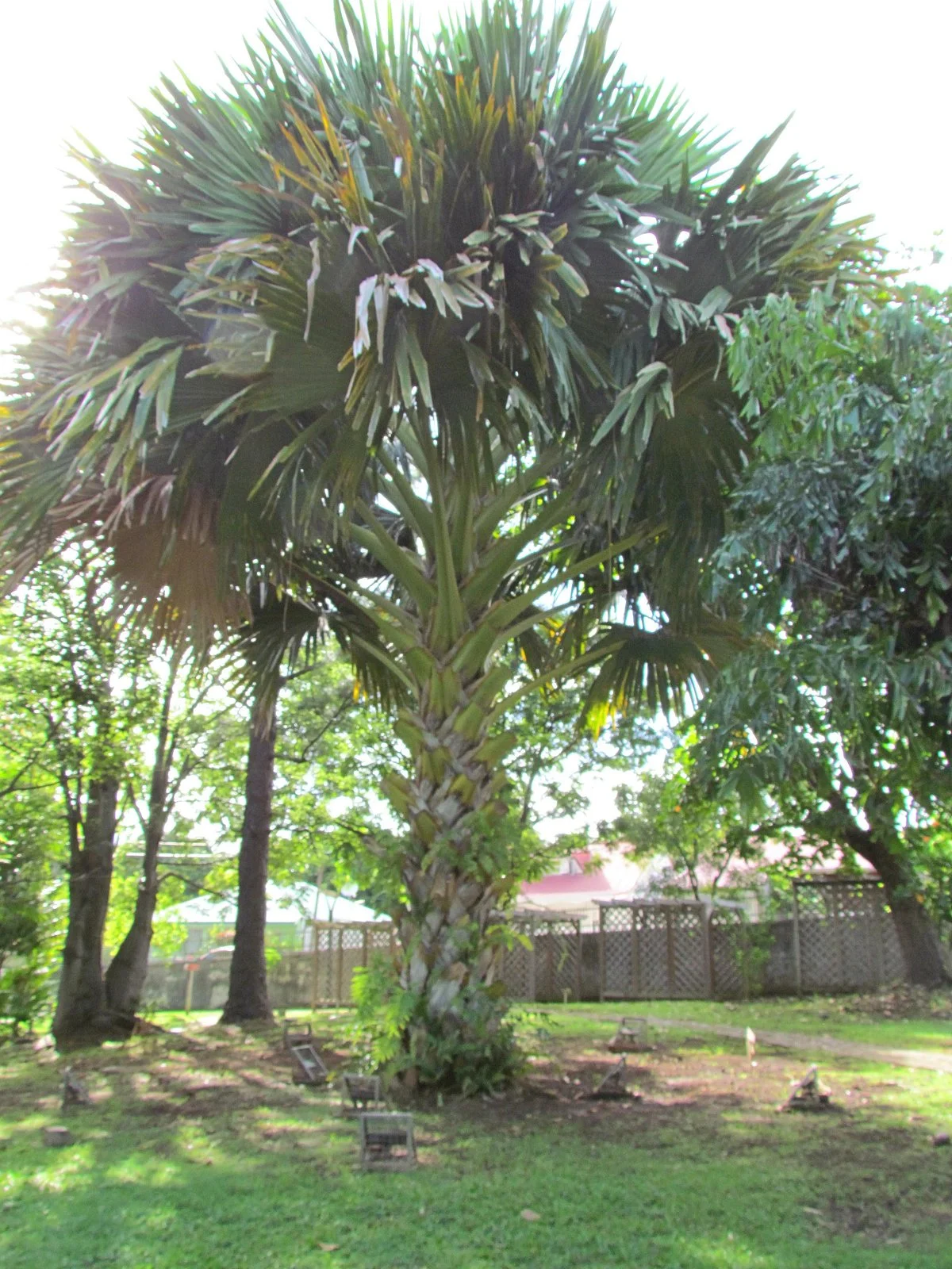 Conservatoire Botanique des Iles de Guadeloupe
