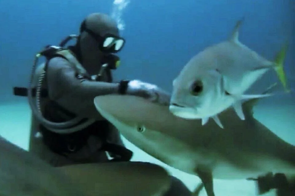Shark Alley