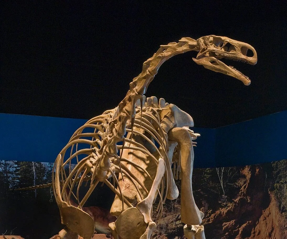 Fundy Geological Museum