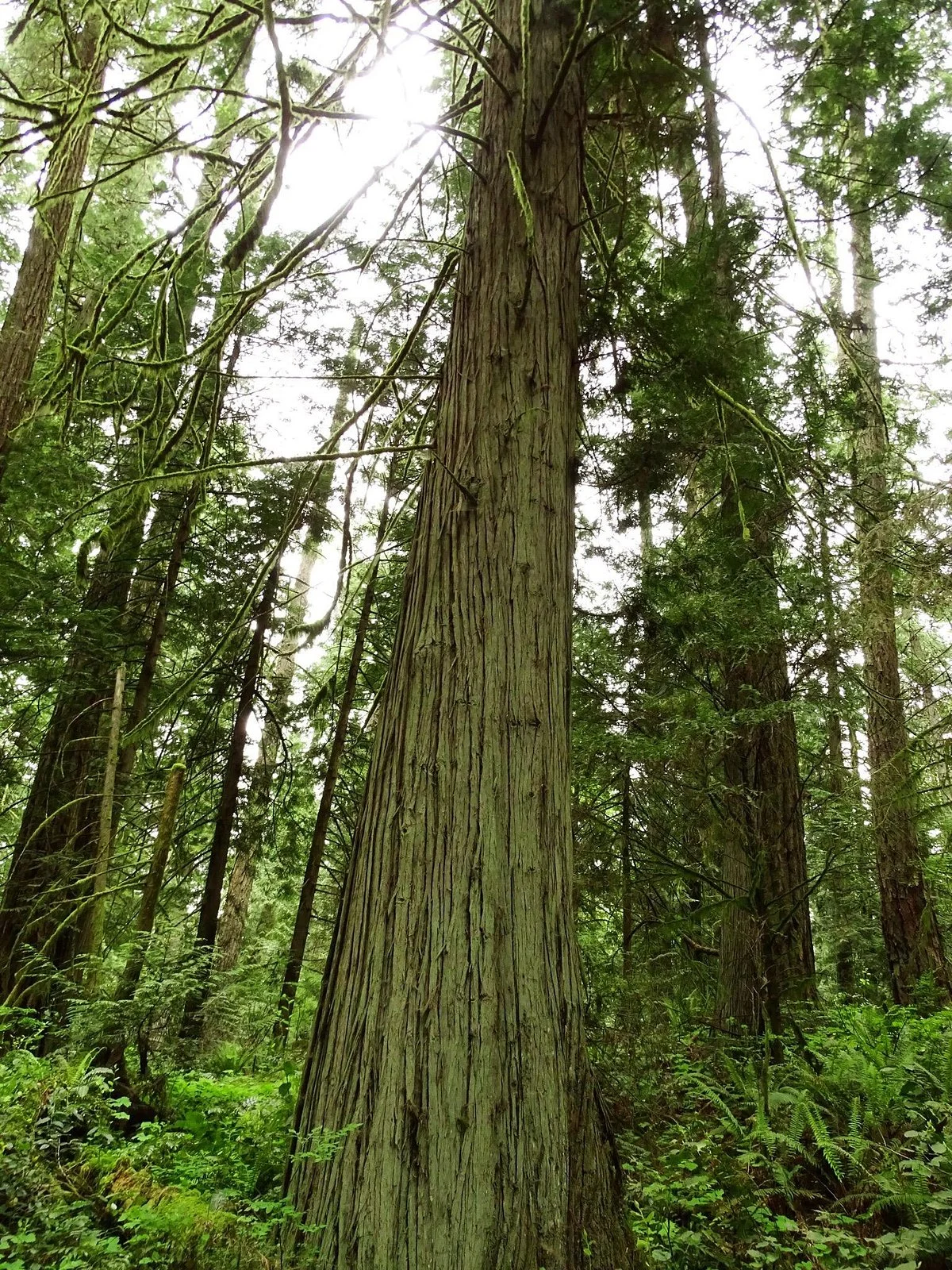 John Dean Provincial Park