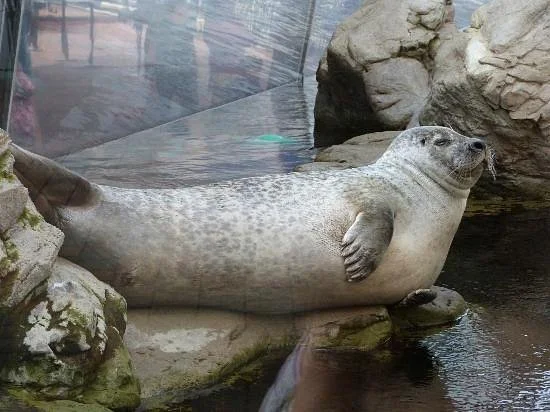 New England Aquarium