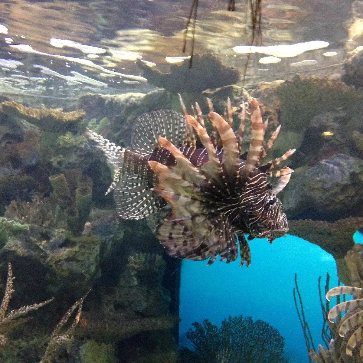 Shark Reef Aquarium