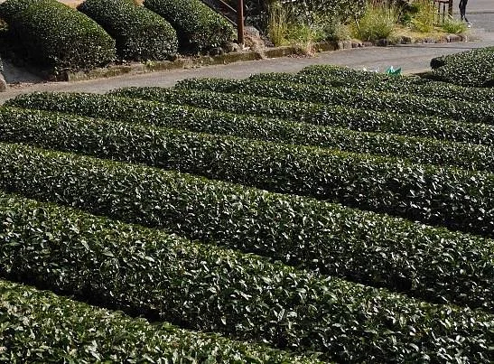 Site of Japan's First Ureshino Tea