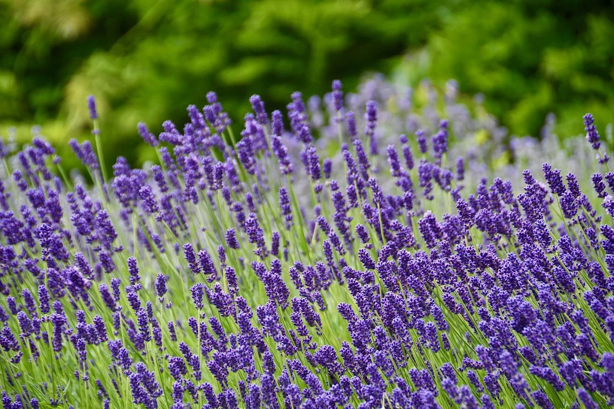 Lavender Hill Farm