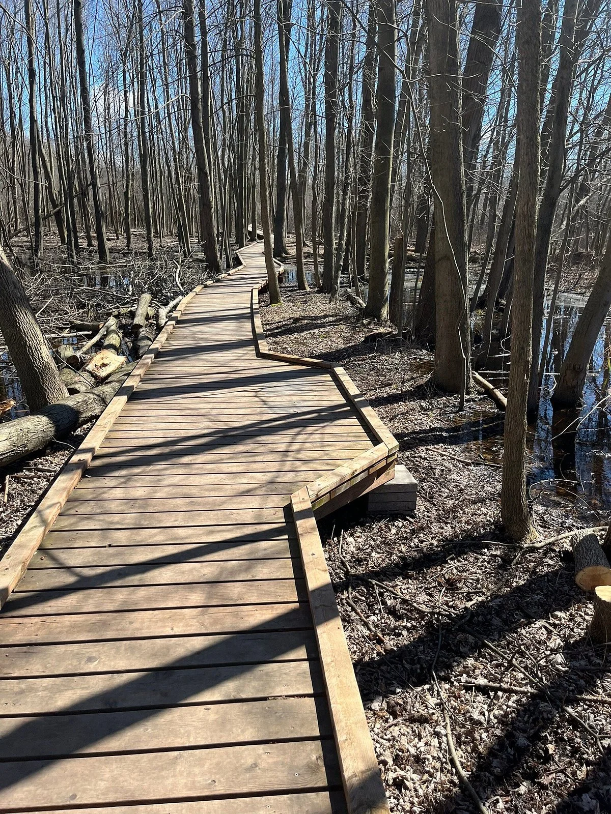 Sifton Bog