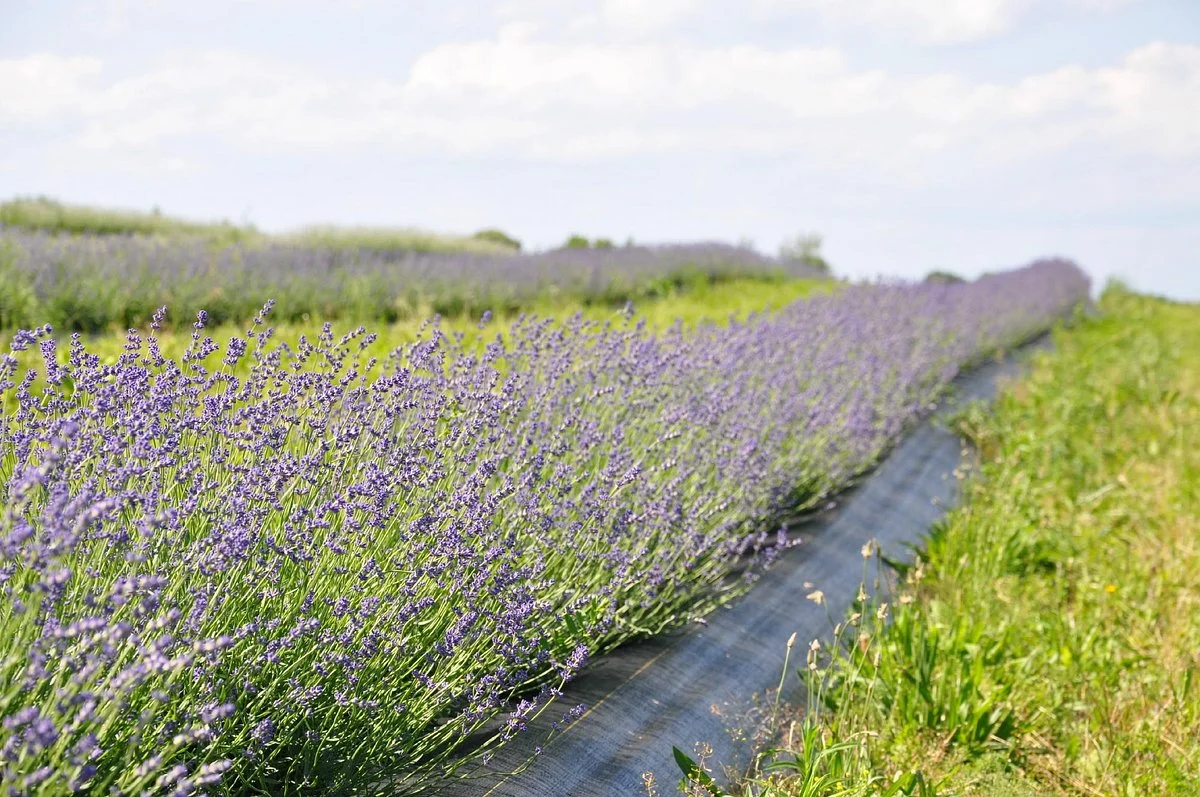 NEOB Lavender - Niagara Essential Oils & Blends