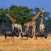 Fauna