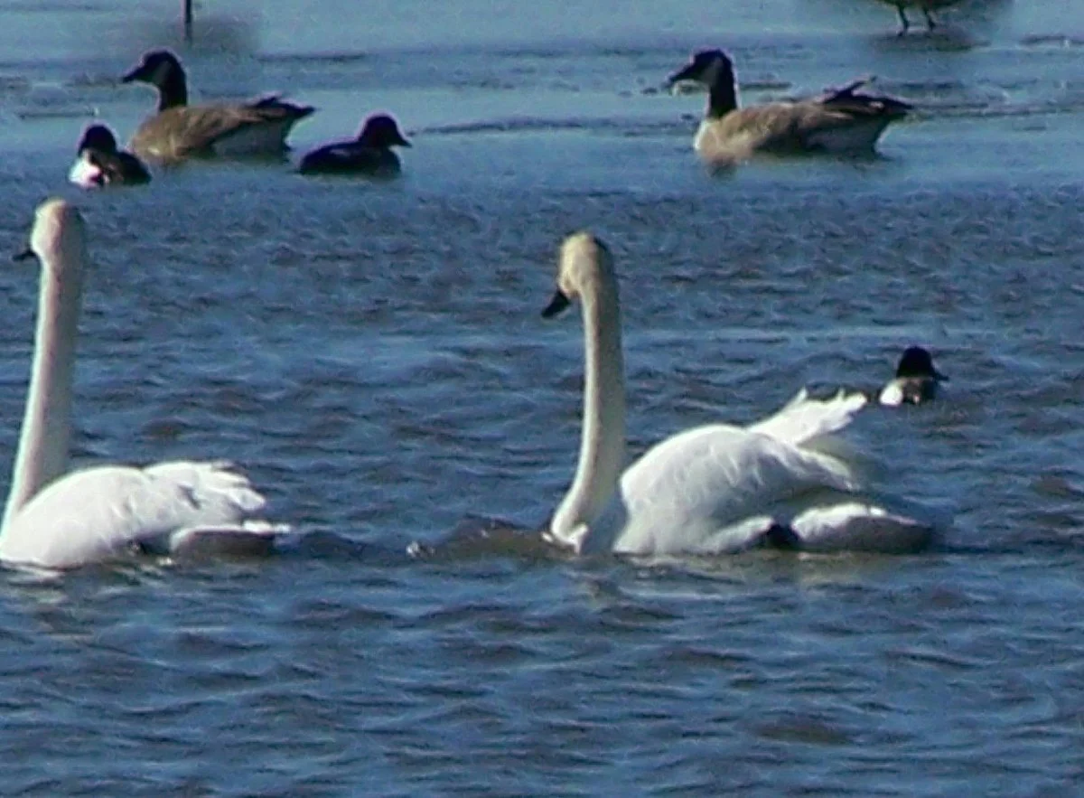 Saskatoon Island Provincial Park