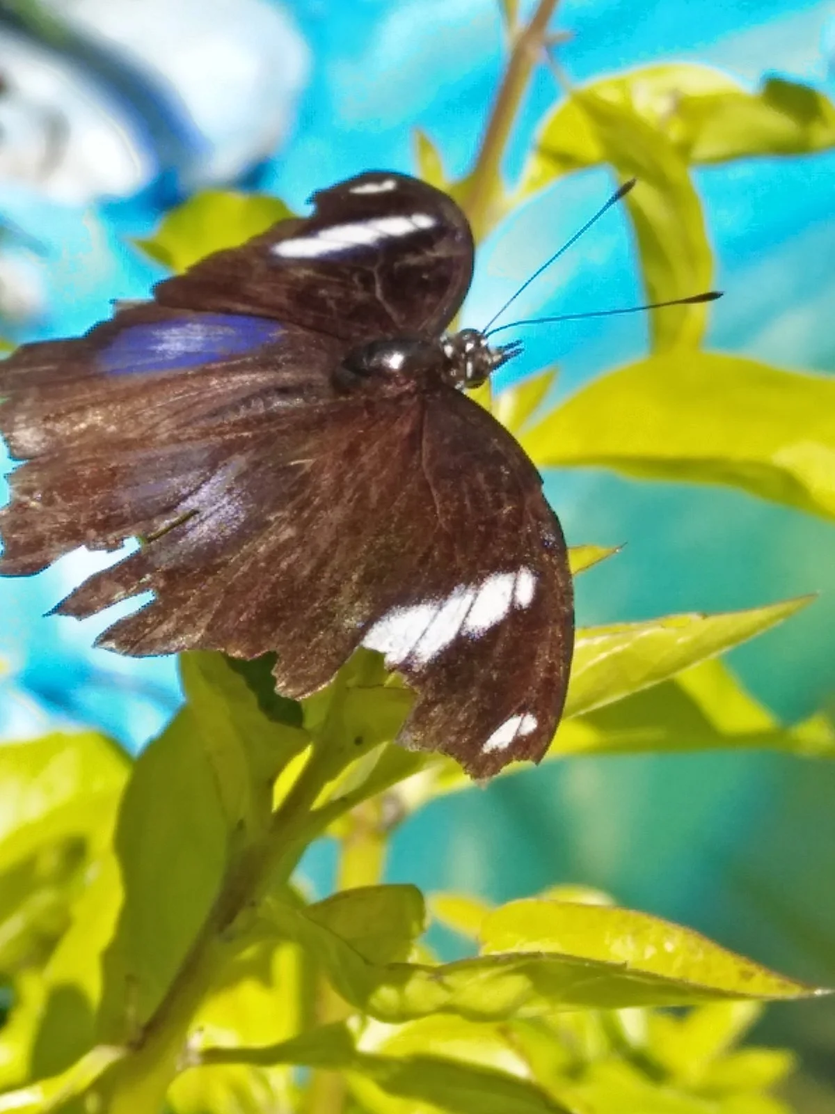 Butterfly Farm - Camp John Hay