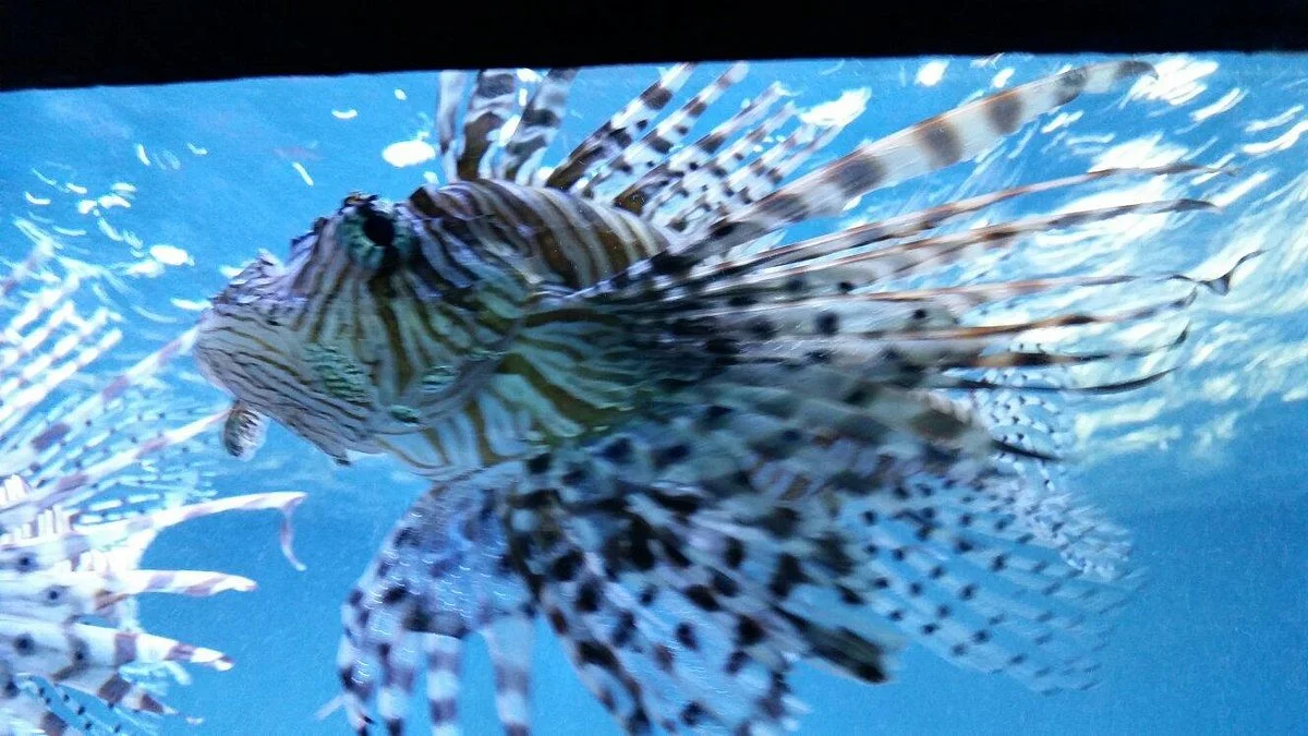 Aquarium of Niagara