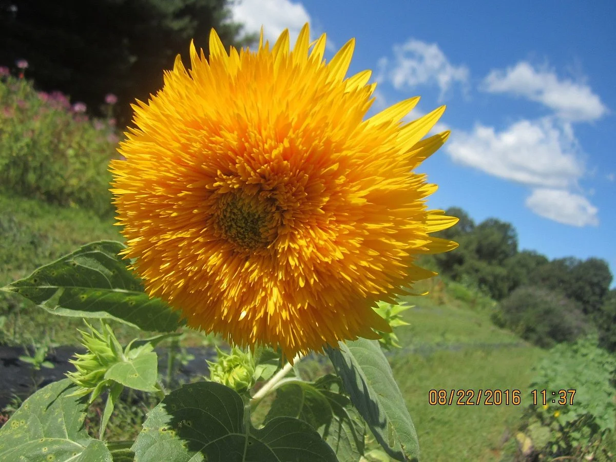 Sunflower Gardens